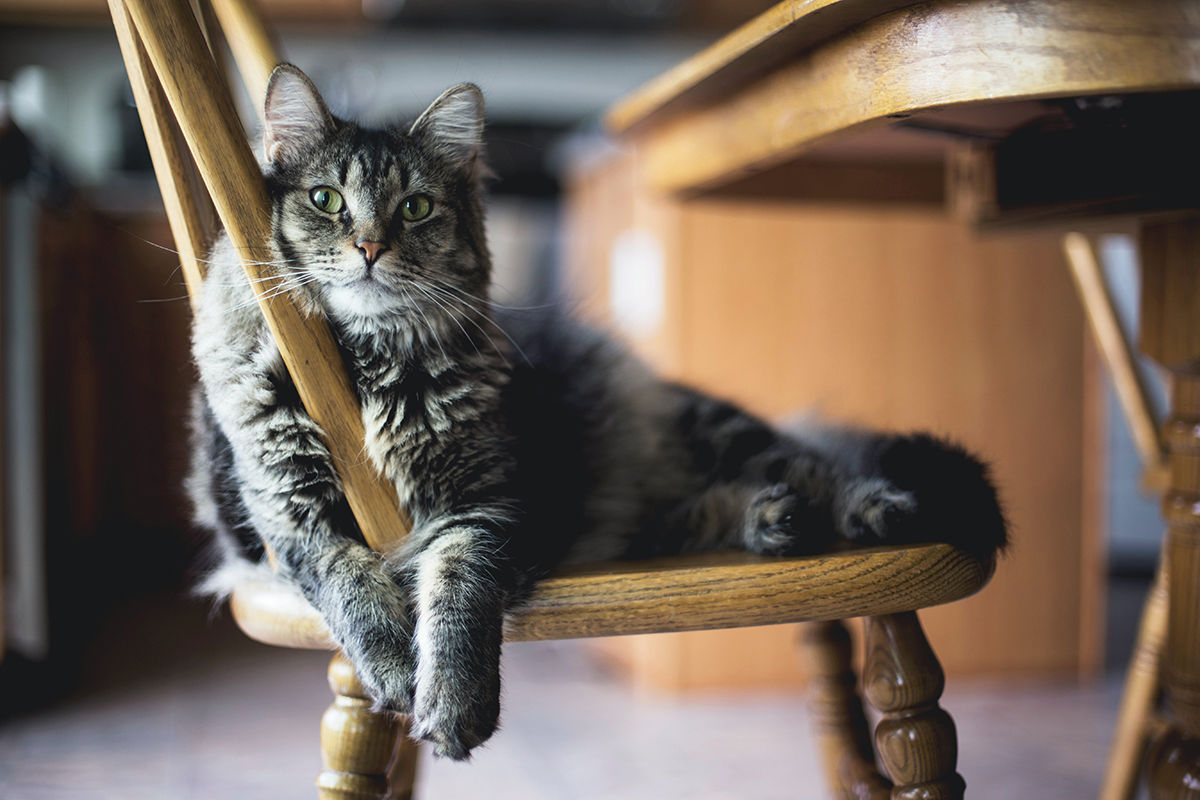 Adopt a cat